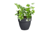 Vibia Campana Hängetopf