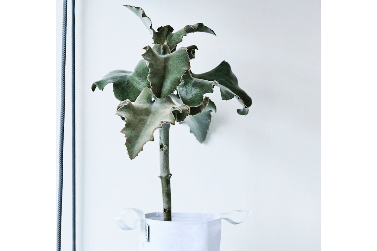 Hängender Blumentopf für Wand und Decke