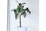 Hängender Blumentopf für Wand und Decke