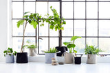Vertikal hängende Blumentopfe für Wand und Decke
