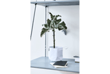 Vertikal hängende Blumentopfe für Wand und Decke